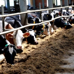 Feed Additives